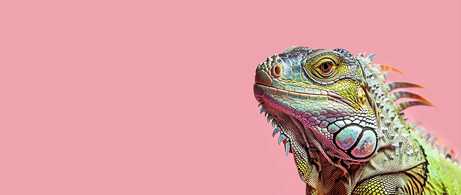 Lezard iguane sur fond rose - Blog Ae2 - Landing page efficace