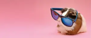 Rongeur à lunettes - sécurité d’un site web - Blog AE2