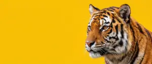 Tigre - C’est quoi le GEO ? - Blog AE2
